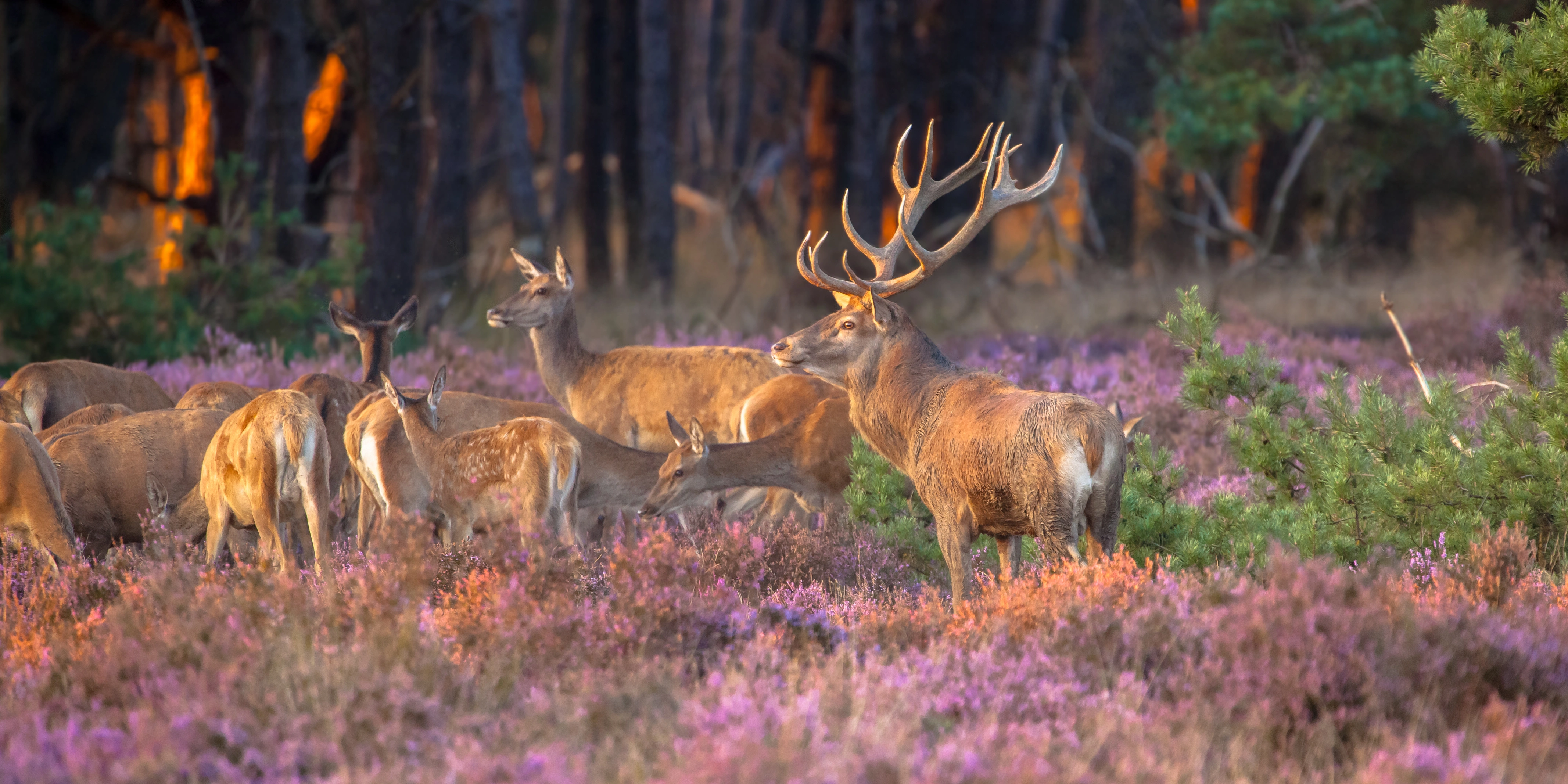Veluwe 
